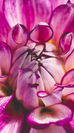 Spirende blomsteræstetik baggrund — Blomster æstetik Wallpapers