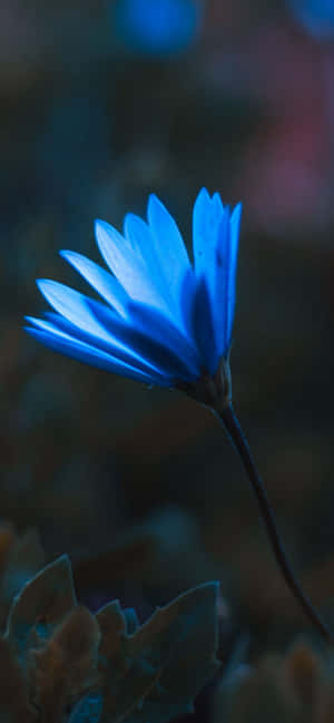 iPhone-blomster — iPhone 16 Wallpapers