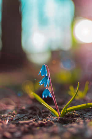 Squill blå blomster telefon — Huawei MatePad 11.5 (2026) Wallpapers