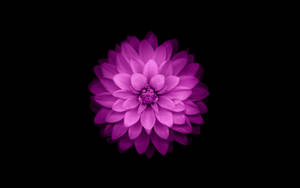 Stor stedmoderblomst på sort baggrund tapet — Ren Wallpapers