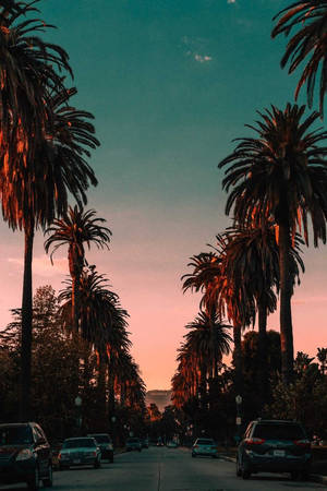 Sunset Boulevard Hollywood-skiltet tapet