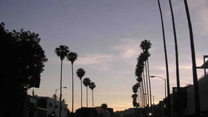 Sunset Boulevard Silhuet tapet