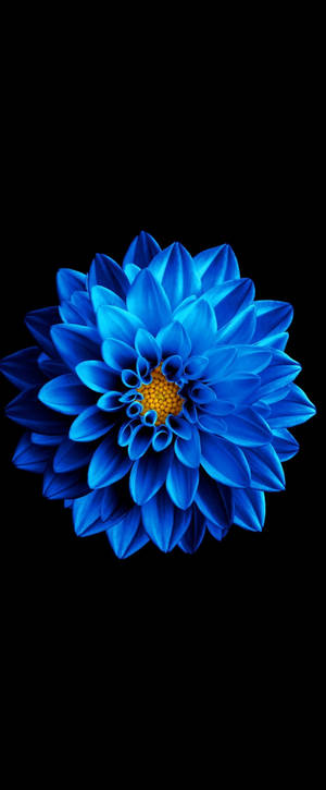 Super Amoled blå Zinnia baggrund — Nubia Flip3 Wallpapers