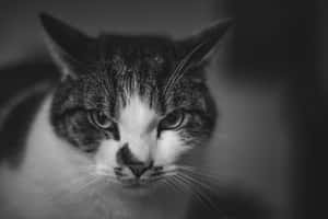 Grumpy Cat-billeder — MacBook Pro 14 Wallpapers