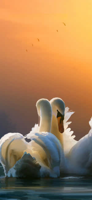 Svane Billeder — Huawei nova 16 SE Wallpapers