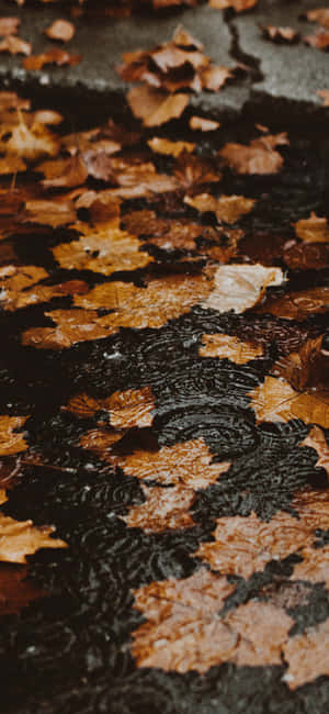 Fall Iphone baggrund — iPhone Se Wallpapers