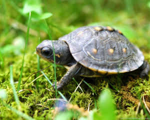 Tag med denne søde skildpadde på dens rejse — Sød skildpadde Wallpapers