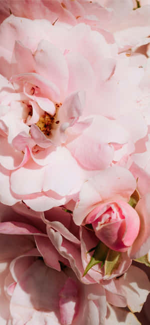 Light Pink Floral Iphone — Galaxy S26 Ultra Wallpapers