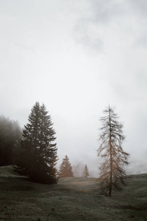 Tåget skov dæmpet — Dæmpet Wallpapers