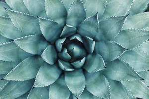 Teal Succulent Plante tapet — Grøn æstetik Wallpapers