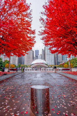 The Bean Chicago Røde Blade — Efterår Wallpapers