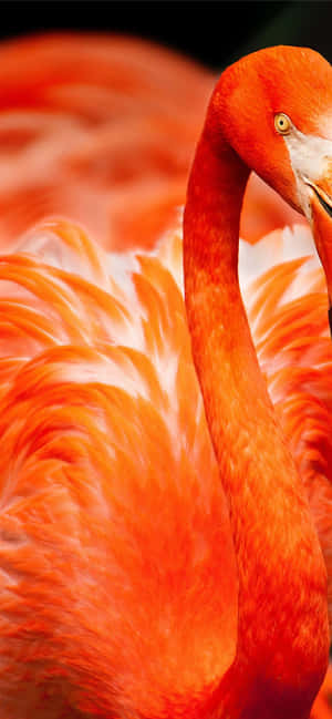 Fotografi Flamingo Iphone — Vivo V60 Lite Wallpapers