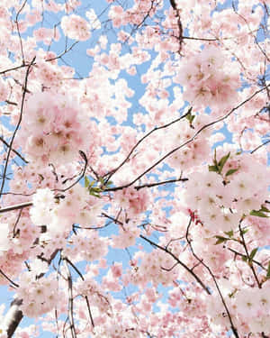 Pastelrosa æstetiske billeder — Pastel pink æstetik Wallpapers