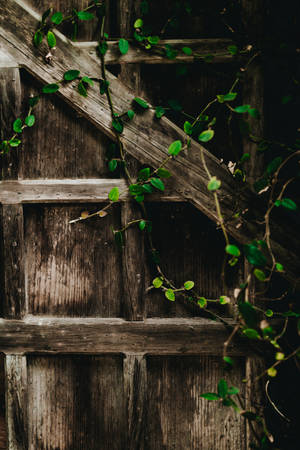 Træhegn med slyngplanter til iPad Pro — iPad Pro Wallpapers