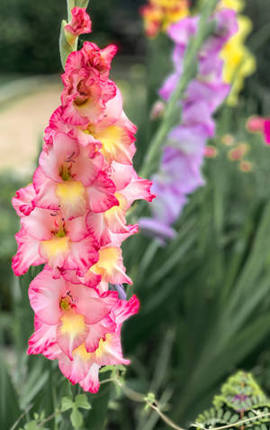 Tre-Farvet Gladiolus Blomst tapet — Galaxy Tab S10 Lite Wallpapers