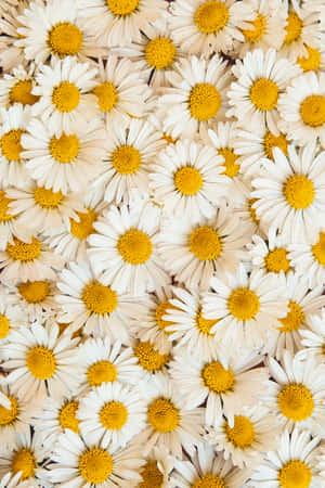 Tusindfrydsbaggrund — Vivo Pad6 Pro Wallpapers