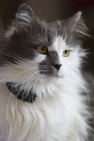 Tyrkisk Angora-kat slapper af på en sofa — POCO Pad X1 Wallpapers