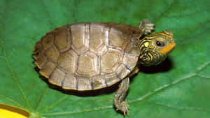Udforsk verden med denne søde skildpadde! — Cool skildpadde Wallpapers