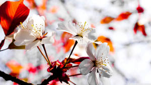 Hvide forårsblomster der er fuldt udsprungne baggrund