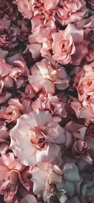 Iphone Blomster — iPhone 15 Wallpapers