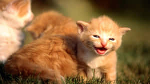 Søde kattebilleder — Sød kat Wallpapers