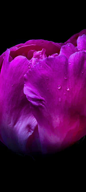 Sort Og Lyserød Blomst — ZTE Axon 60 Lite Wallpapers