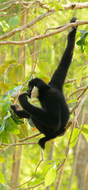 iPhone Xs Max Gibbon Baggrund