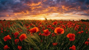 Røde valmuer på mark under dramatisk solnedgangshimmel, vindbevægelse, malerisk landskab. — Blomster æstetik Wallpapers