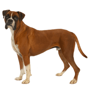 Varsom Boxer Hund Stilling