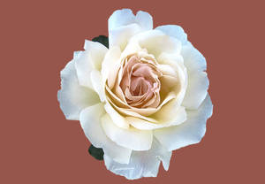 Vektorrose æstetik — Roséguld æstetik Wallpapers