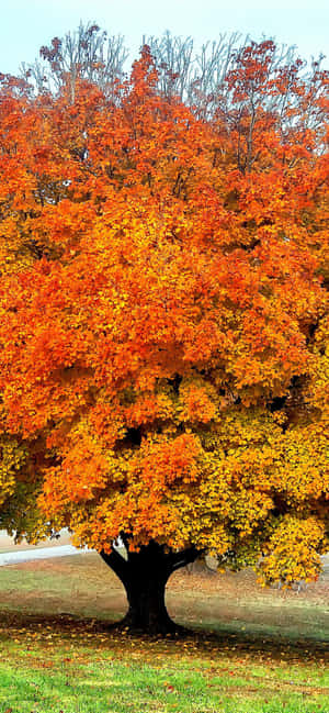 Iphone Xs Max Efterårsbaggrund — Infinix Hot 60 Wallpapers