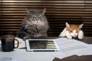 Grumpy Cat-billeder — MacBook Air M3 Wallpapers