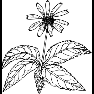 Vildblomst_ Skitse_ Illustration.png
