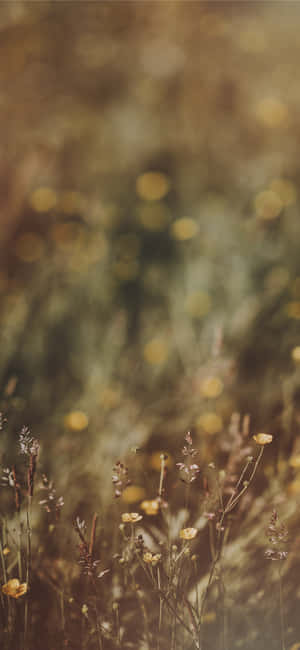 Vilde blomster billeder — Galaxy A17 Wallpapers