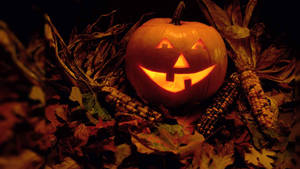 Vintage Halloween-græskar i majsmark.