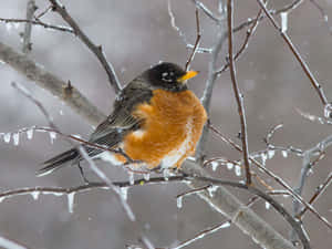 Vinterbilleder — Vinter Wallpapers