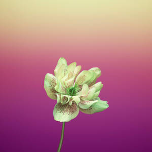 Violet Helleborus Orientalis Æbleblomst — 1:1 Wallpapers