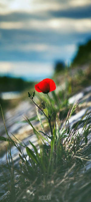 Vivo V20 Enkelt Rød Valmue — Oppo F29 Wallpapers