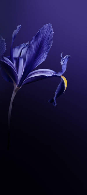 Vivo V20 Lilla Blomst — Honor GT Pro Wallpapers