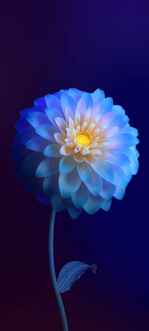 Vivo Y11 Gradient Blomst — Vivo Y11 Wallpapers