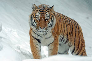 Voldsom harimau går i sne — Tiger Wallpapers