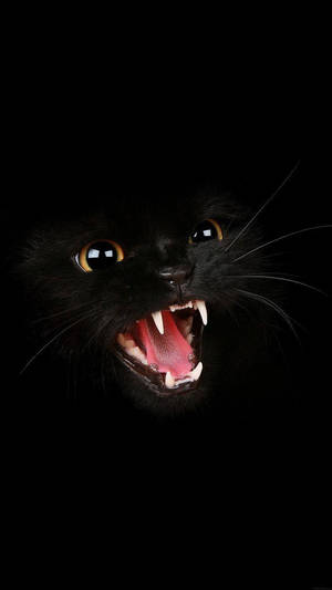 Vred sort kat med gule øjne på mørk skærm — Cat Noir Wallpapers