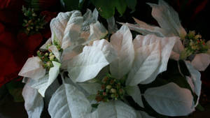 White Wonder Poinsettia tapet — Chromebook Wallpapers