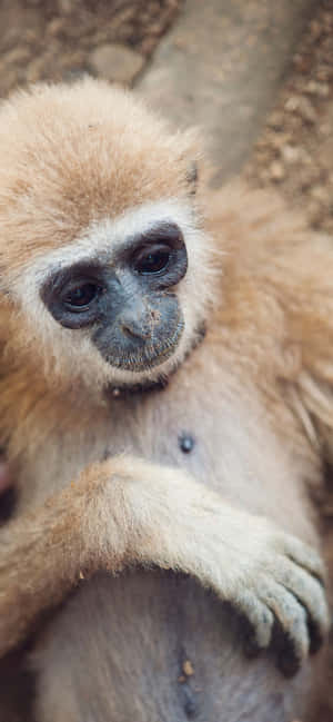 Iphone Xs Max Gibbon Baggrund — Galaxy M06 Wallpapers