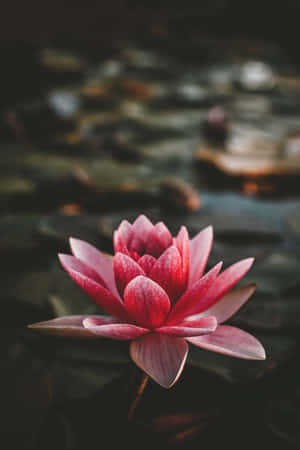 Lotus baggrund — Huawei MatePad Pro Max Wallpapers