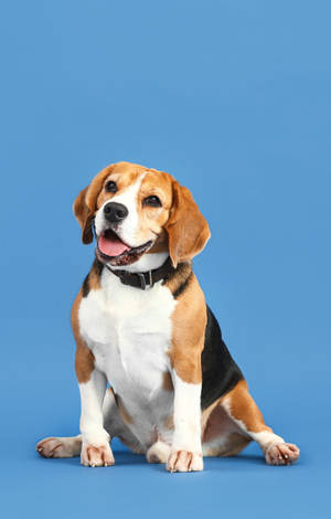 Yndig beaglehund på en pastelblå baggrund — Galaxy Tab S9 FE Wallpapers