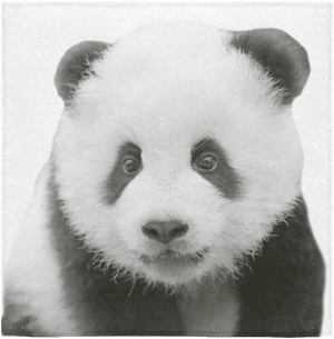 Yndig panda-portræt — Panda Wallpapers