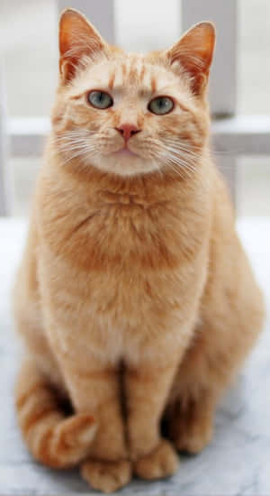 rød kat billeder — Sød kat Wallpapers