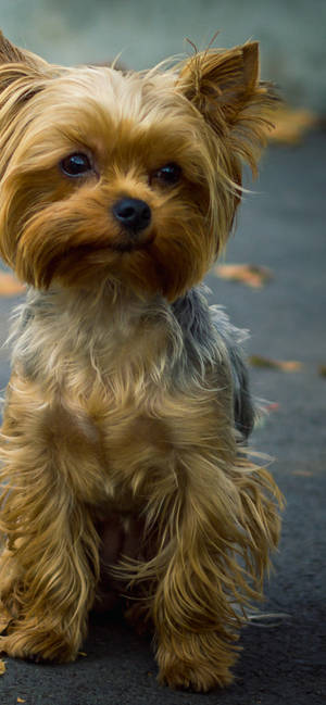 Yorkshire Terrier nærbillede portræt wallpaper — iPhone 13 Pro Max Wallpapers